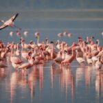 Environ 5 000 petits flamants roses sont nés dans le lac salé turc qui restait sec (et la vidéo va vous émouvoir)