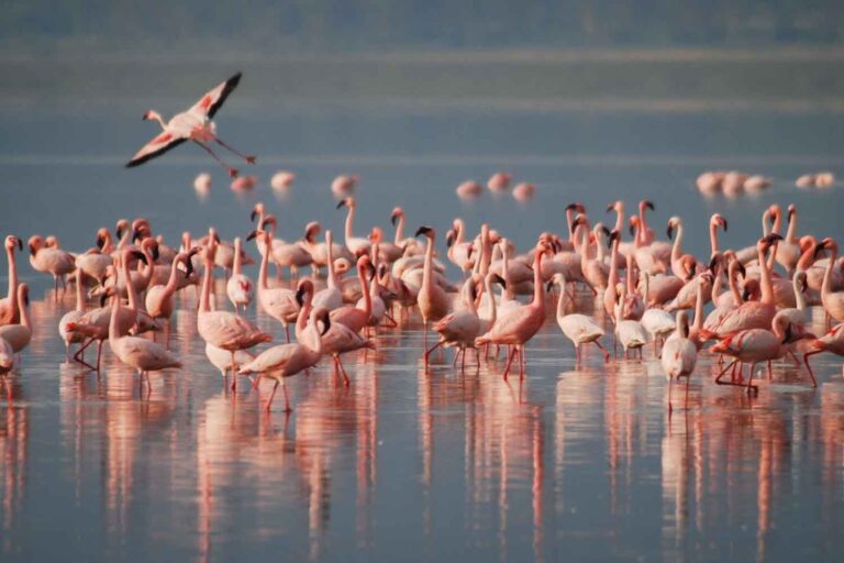 Environ 5 000 petits flamants roses sont nés dans le lac salé turc qui restait sec (et la vidéo va vous émouvoir)