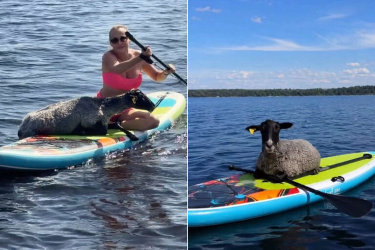 Mère et fille sauvent un agneau blessé de la noyade dans une rivière en le chargeant sur une planche de SUP : le geste de toucher est viral