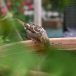 Vous avez trouvé un oiseau déshydraté à cause de trop de chaleur ? Je vous explique comment se comporter (et toutes les erreurs les plus courantes qu'il ne faut absolument pas commettre)