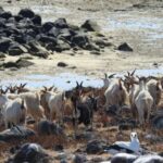 Le cas mystérieux d'un troupeau de chèvres qui a survécu (et prospéré) pendant plus de 200 ans sur une île sans eau douce