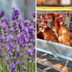 Parce que les champs de lavande de Provence sont remplacés par des élevages de poulets