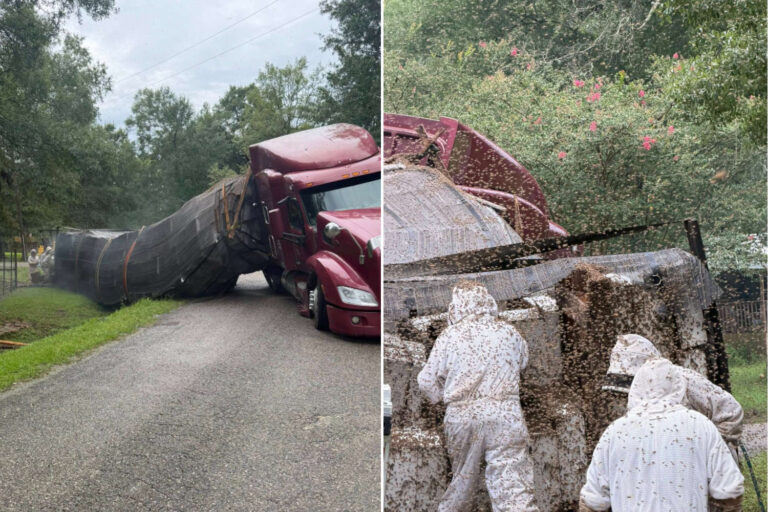Un camion chargé d'abeilles se renverse, libérant 24 millions d'entre elles : l'incroyable course contre la montre des apiculteurs pour sauver les reines