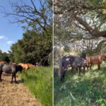 L'Oasis de Bibione interdit les machines : 6 poulains ont été « embauchés » à la place des tondeuses pour entretenir les 10 hectares de pelouses