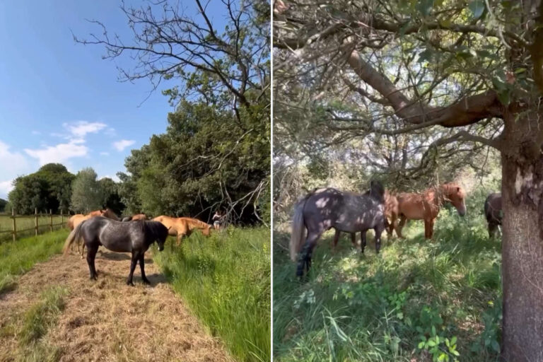 L'Oasis de Bibione interdit les machines : 6 poulains ont été « embauchés » à la place des tondeuses pour entretenir les 10 hectares de pelouses