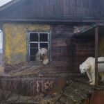 La nature reprend Kolyuchin : les merveilleuses images des ours polaires qui ont colonisé les maisons soviétiques abandonnées