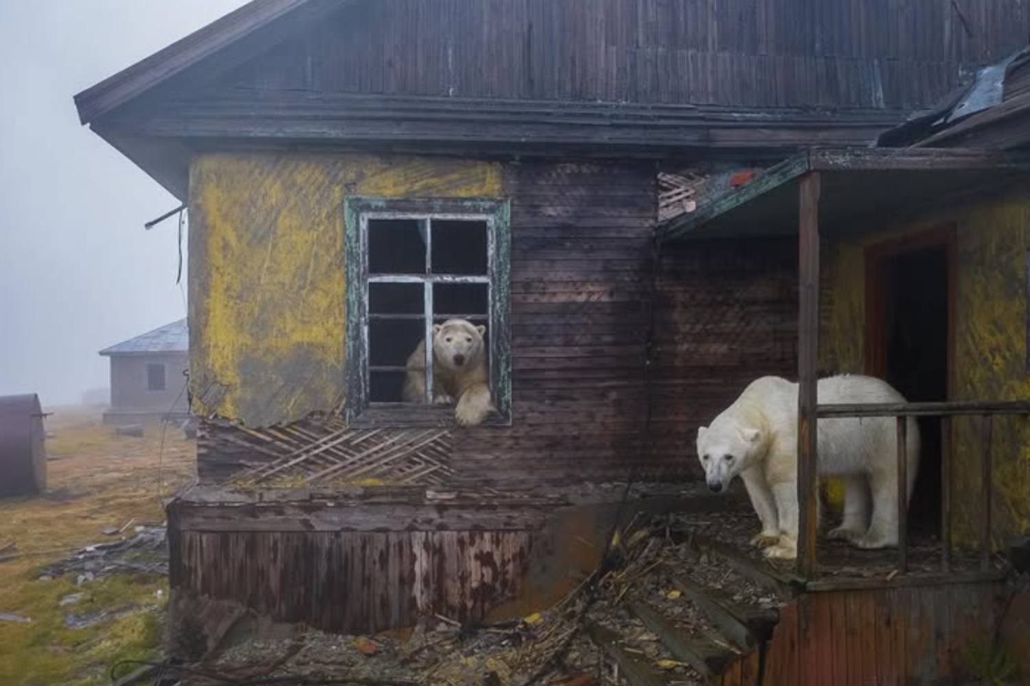 Orsi polari base sovietica