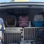 Villa des horreurs découverte à Sanremo : 460 chiens, chats, moutons et animaux exotiques entassés parmi les déchets saisis