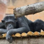 Au revoir Susy, le chimpanzé du Bioparco de Rome est mort à 50 ans après une vie en captivité
