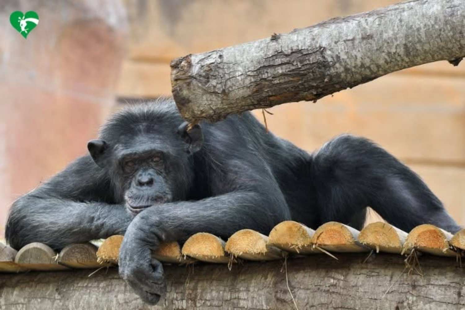 Susy bioparco