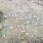 Canicule, même les poissons étouffent littéralement dans les rivières françaises : dans la Loire et le Val d'Allier c'est un massacre impressionnant