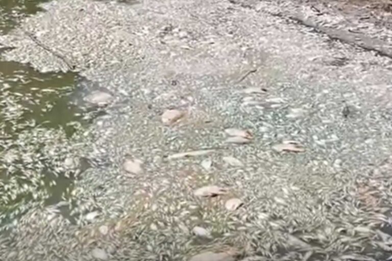 Canicule, même les poissons étouffent littéralement dans les rivières françaises : dans la Loire et le Val d'Allier c'est un massacre impressionnant