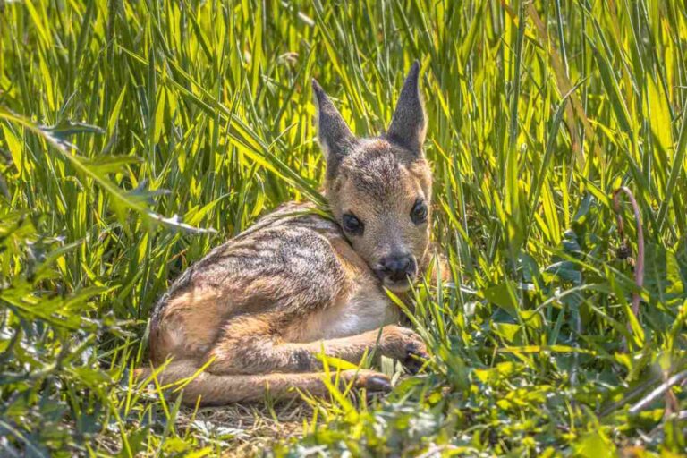 Des drones et un millier de bénévoles unis pour sauver des chevreuils lors de la tonte du gazon : immense mobilisation dans le Tyrol du Sud