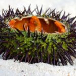 La pêche aux oursins est interdite, les Pouilles prolongent la fermeture biologique jusqu'en 2029 pour sauvegarder l'espèce