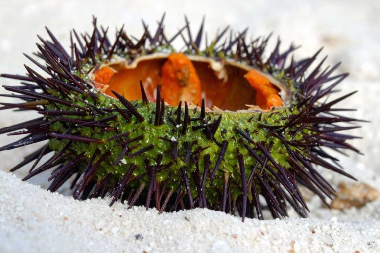La pêche aux oursins est interdite, les Pouilles prolongent la fermeture biologique jusqu'en 2029 pour sauvegarder l'espèce
