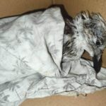 Une mouette frappée par des balles et des bouteilles meurt dans le port de Gallipoli : l'horreur qui nous interroge tous