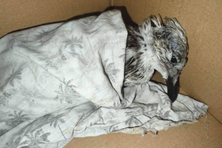 Une mouette frappée par des balles et des bouteilles meurt dans le port de Gallipoli : l'horreur qui nous interroge tous