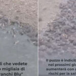 Catastrophe écologique au lac Fogliano : des milliers de crabes bleus sont morts par manque d'oxygène (et ce pourrait bientôt être le tour des poissons)