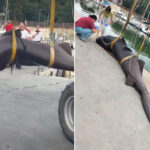 Un requin à tête plate de 550 kg retrouvé mort sur la plage de Follonica : la cause du décès n'est pas claire