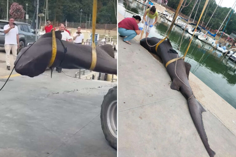 Un requin à tête plate de 550 kg retrouvé mort sur la plage de Follonica : la cause du décès n'est pas claire