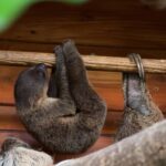 Le seul paresseux enseignant d'Italie est né au Bioparco Zoom Torino : il est adorable mais malheureusement il ne connaîtra jamais la liberté