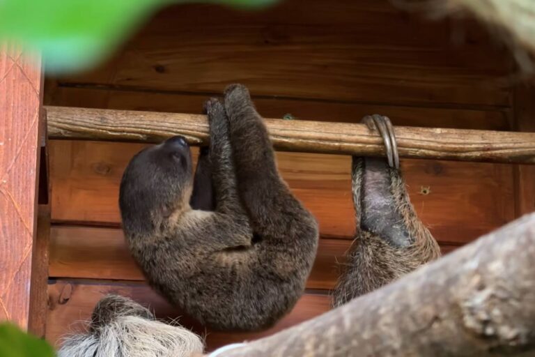 Le seul paresseux enseignant d'Italie est né au Bioparco Zoom Torino : il est adorable mais malheureusement il ne connaîtra jamais la liberté