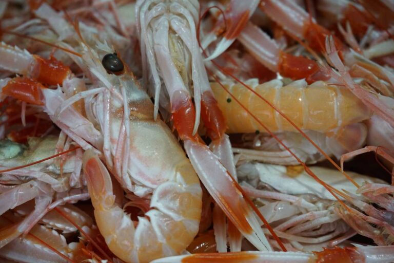 Les langoustines ressentent la douleur comme les vertébrés : l'étude révèle que nous les avons toujours sous-estimées
