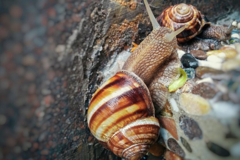 Certains escargots « disparaissent » lorsqu’il pleut, mécanisme de défense unique (et efficace) contre les prédateurs