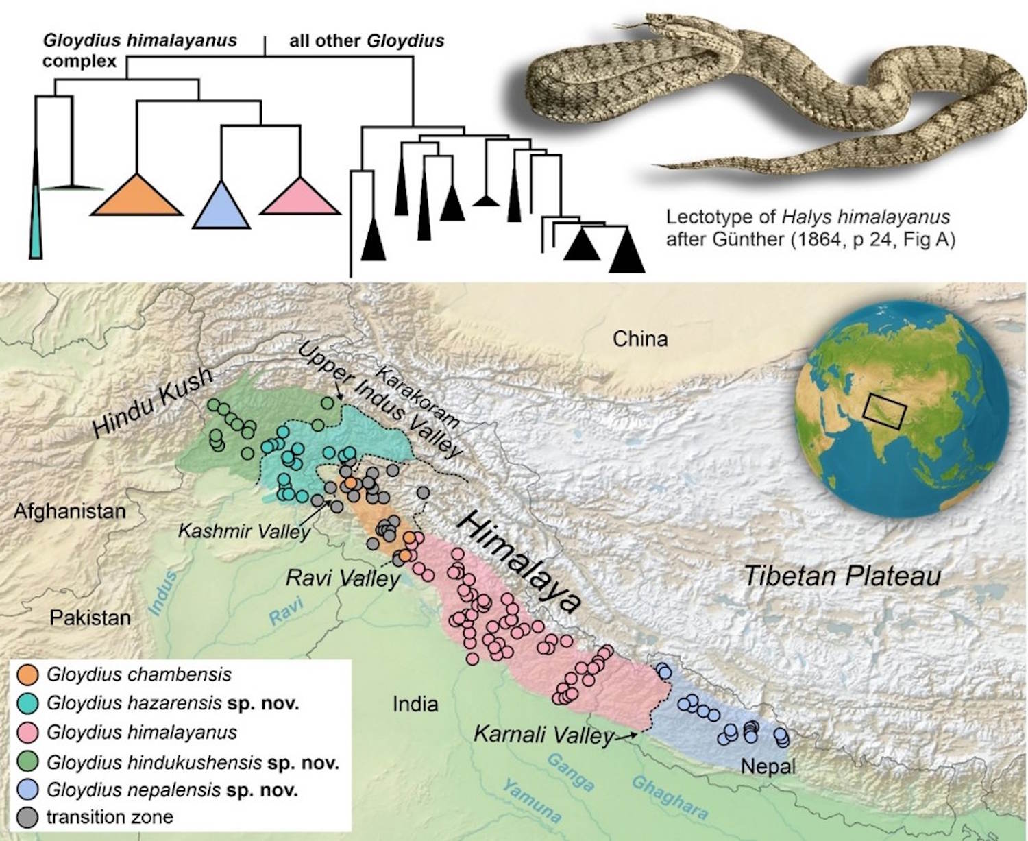Vipère de l'Himalaya cinq espèces