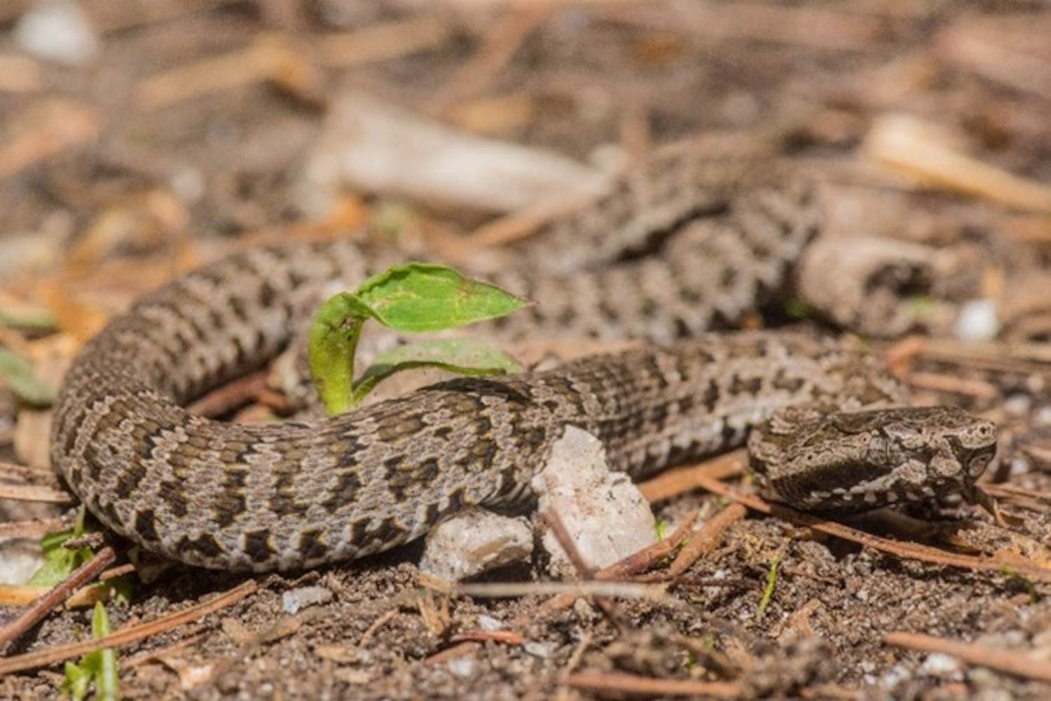 vipera himalaya cinque specie
