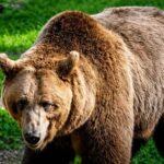 L'ours F36 n'aurait pas dû être abattu ! La Cour de cassation rejette le pourvoi de la province autonome de Trente