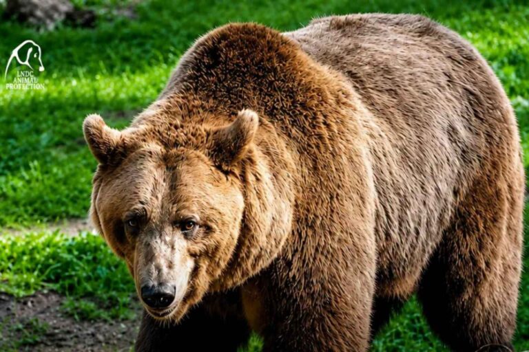 L'ours F36 n'aurait pas dû être abattu ! La Cour de cassation rejette le pourvoi de la province autonome de Trente