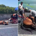 Cavallo s'effondre épuisé sur l'asphalte chaud à Rome : la scène palpitante qui nous jette à la figure la cruauté des bouteilles
