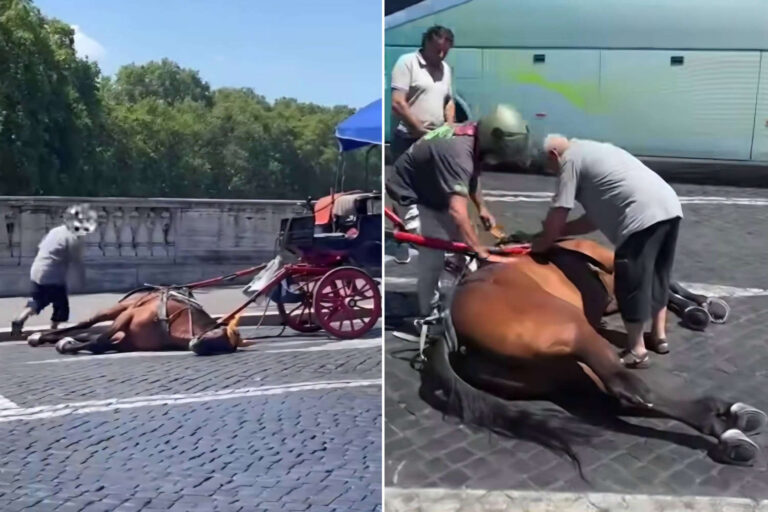 Cavallo s'effondre épuisé sur l'asphalte chaud à Rome : la scène palpitante qui nous jette à la figure la cruauté des bouteilles