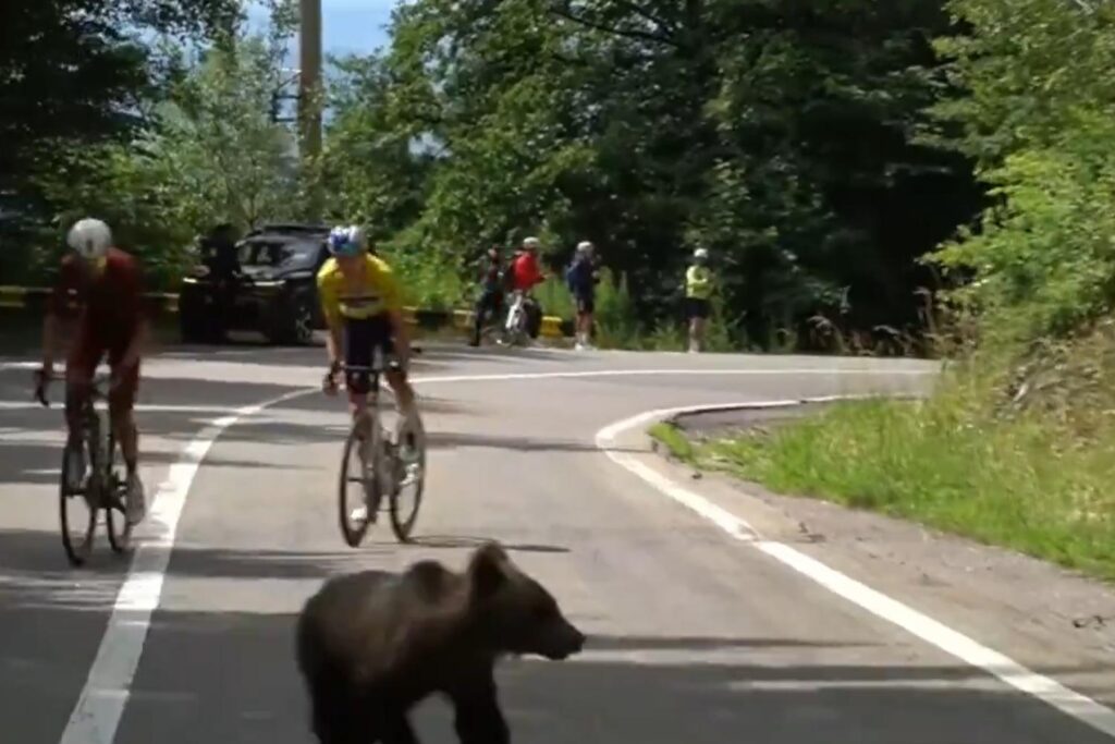 Orso ciclismo