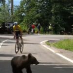 Un ourson coupe le chemin du cycliste italien Lorenzo Finn : surprise au Sibiu Tour en Roumanie