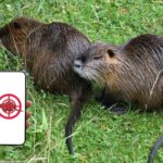 Tuez les ragondins en un seul clic ! Après les 60 mille spécimens tués en un an, l'application arrive en Vénétie pour accélérer l'extermination