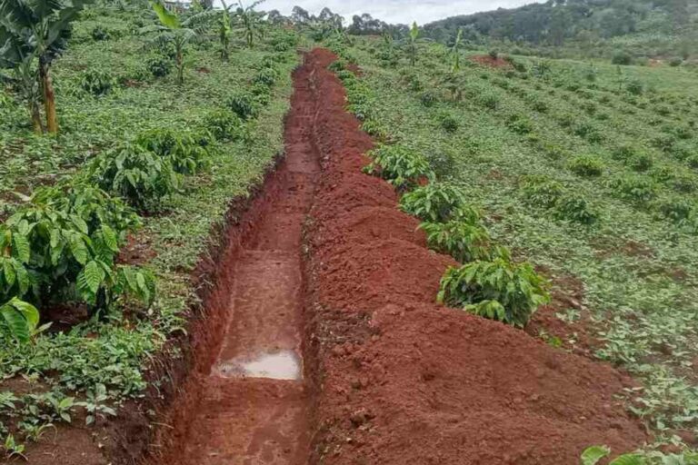 Comment les producteurs de café ougandais défient la sécheresse grâce à l’agriculture régénératrice