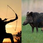 Feu vert à la chasse au sanglier avec arc et flèches, le Trentin revient au Moyen Âge : la polémique éclate contre la loi « Robin des Bois »