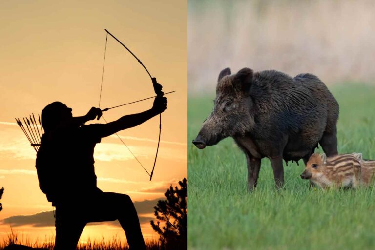 Feu vert à la chasse au sanglier avec arc et flèches, le Trentin revient au Moyen Âge : la polémique éclate contre la loi « Robin des Bois »