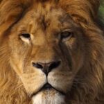 Adieu à Clarence : le lion du Wingham Wildlife Park sauvé d'un cirque en 2012 décède à l'âge de 19 ans