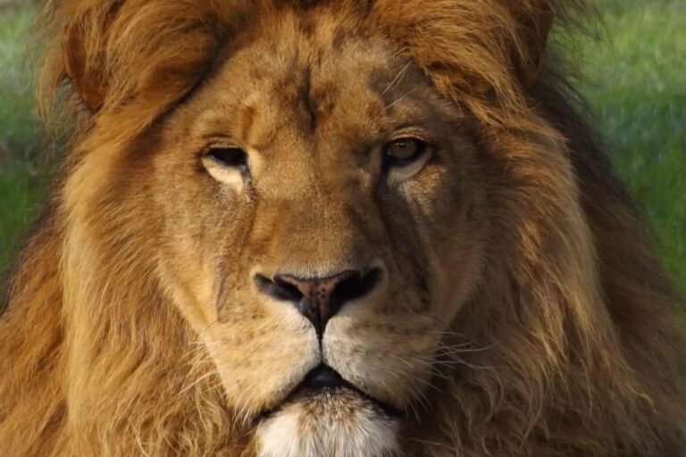 Adieu à Clarence : le lion du Wingham Wildlife Park sauvé d'un cirque en 2012 décède à l'âge de 19 ans