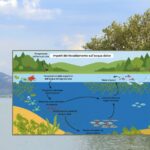 Le cri silencieux des lacs italiens, entre sécheresse, pollution et PFAS : du Majeur au Trasimène, les bassins les plus menacés