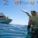 Sauver les tortues marines : Trolly revient nager dans l'Adriatique