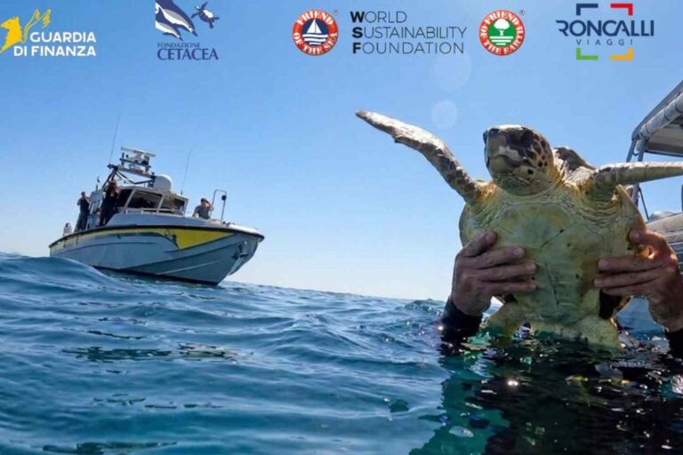 Sauver les tortues marines : Trolly revient nager dans l'Adriatique