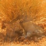 Une vidéo YouTube à laquelle personne ne croyait a prouvé l'existence du mystérieux chat des sables en Libye
