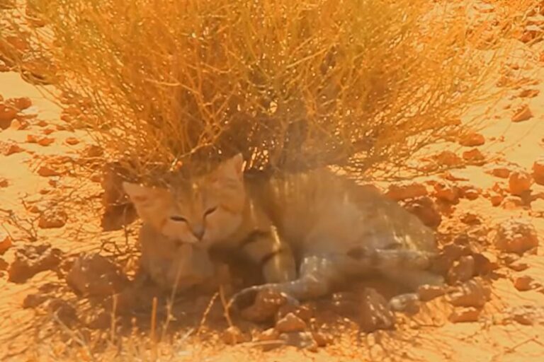Une vidéo YouTube à laquelle personne ne croyait a prouvé l'existence du mystérieux chat des sables en Libye