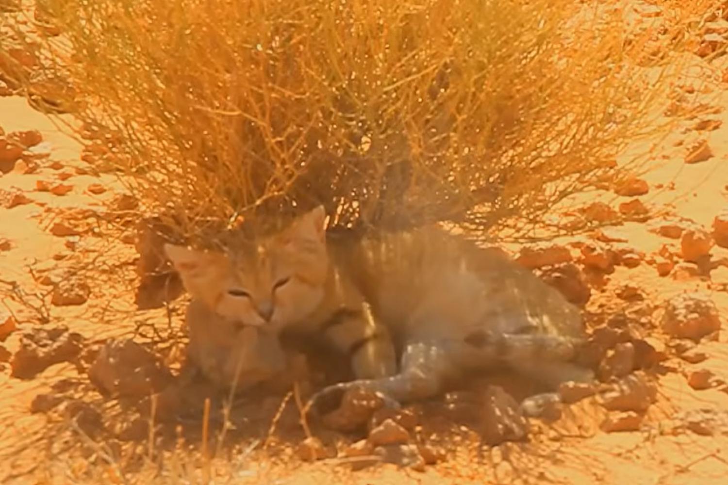 Une vidéo YouTube à laquelle personne ne croyait a prouvé l'existence du mystérieux chat des sables en Libye
