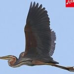 Le Héron Rouge conquiert Sila ! La première nidification historique détectée au cœur de la Calabre (et plus de 100 nids d'espèces rares enregistrés)