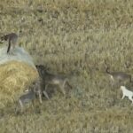 Chiot « adopté » par une meute de loups en Grèce : voir les images du cas rare qui étonne les experts
